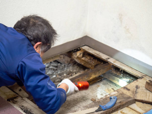 Best Commercial Mold Remediation in Gila Bend, AZ