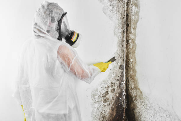 Professional Mold Remediation in Gila Bend, AZ